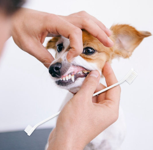Kit Dental para Mascotas